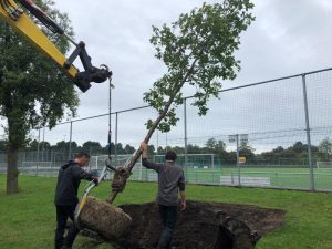bomen planten in de nazomer in Den Bosch