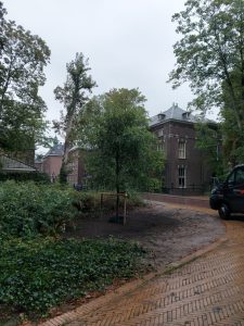 bomen planten in de nazomer
