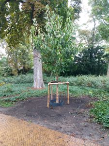 bomen planten in de nazomer